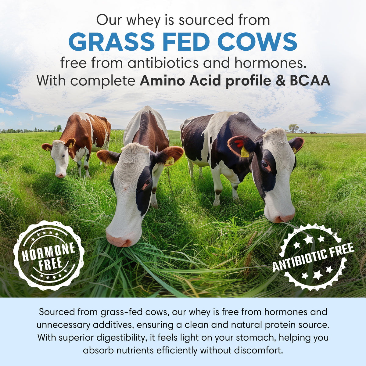 Foodstrong Chocolate Whey Protein Isolate 1 KG sourced from grass-fed cows