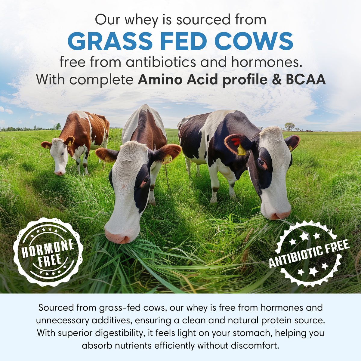 Foodstrong Chocolate Whey Protein Isolate sachets sourced from grass-fed cows